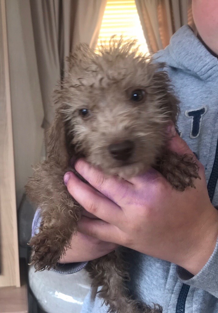 blue staffy stud dogs near me